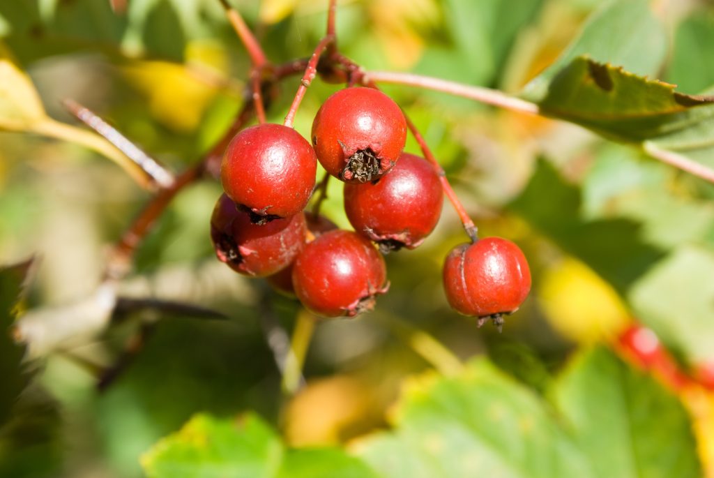 RIPE HAWTHORN (CRATAEGUS) BERRIES AGAINST NATURAL BACKGROUND