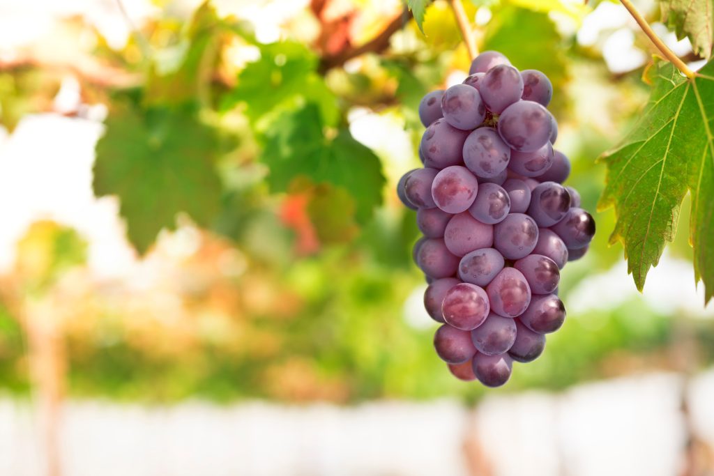 GRAPE BUNCH ON THE VINE IN GARDEN