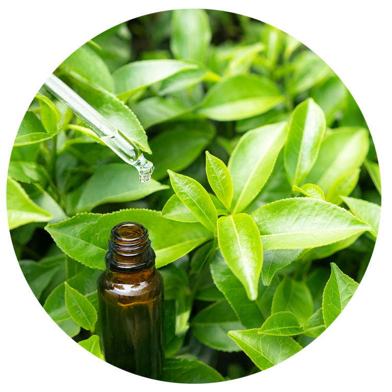 專利綠茶發酵物