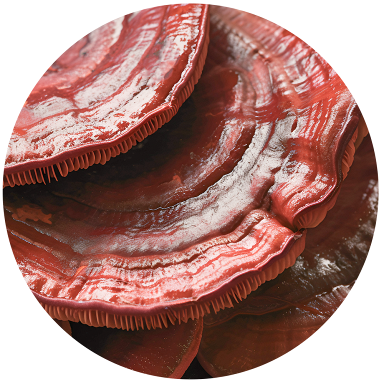 專利蕈菇靈芝菌絲體